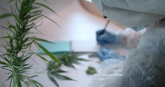 This text provides a detailed view of comprehensive cannabis research, with a focus on lab analysis and various studies