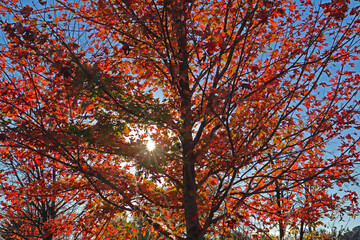 sun shining through autumn colored tree leaves