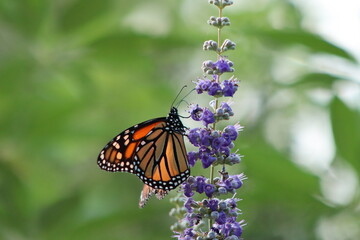 Monarch butterfly getting nectar from purple flowers