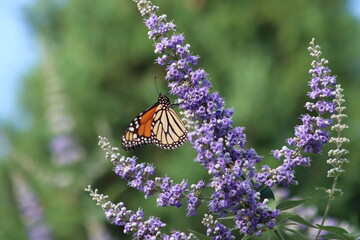 Orange Monarch butterfly on purple flowers