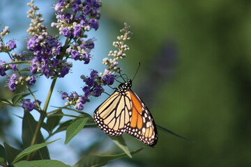 monarch butterfly on purple flowers