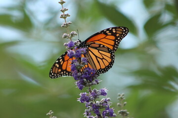 Monarch on purple flowers