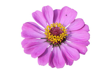 Zinnia Elegans or Old Maid orange or red flower