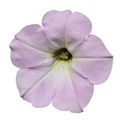 Petunia, Grandiflora, Hedgiflora, Multiflora, Milliflora Purple pink flowers with white background 