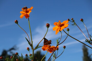 painted lady butterfly and bee on orange flowers