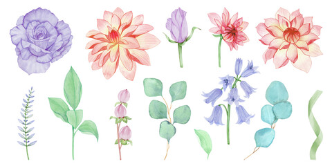 Set vintage watercolor elements of floral collection, pink and violet flowers, eucalyptus branches,  leaves, ribbons. Botanical illustration isolated on white background.