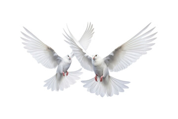 Two white doves are in flight, symbolizing peace and freedom. Great for logos, backgrounds, or designs promoting peace and unity