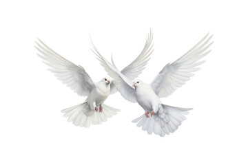 Obraz premium Two white doves are in flight, symbolizing peace and freedom. Great for logos, backgrounds, or designs promoting peace and unity