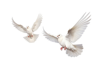 Obraz premium Two white doves are in flight, symbolizing peace and freedom. Great for logos, backgrounds, or designs promoting peace and unity