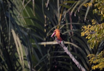 Brown winged kingfisher at Mangrove forest Sundarbans.