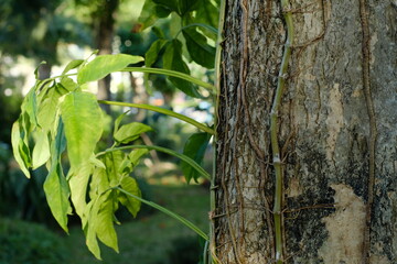 green leaves background