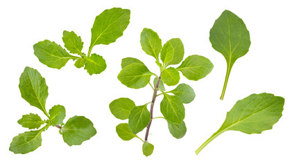 Gynura divaricata plant and leaves  isolated on white background.