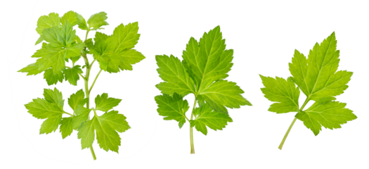 White mugwort plant or Artemisia lactiflora with leaves on white background.