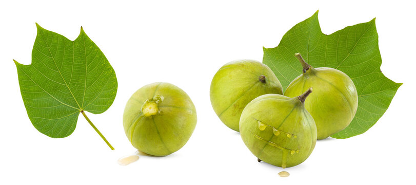 fruit of tung oil tree and leaves on white background.