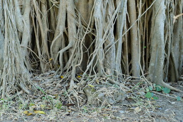 banyan roots of a tree