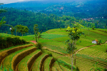 Nature view at Panyaweuyan terraces at the foot of mount Ciremai