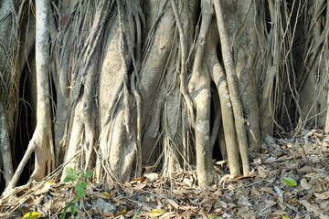 roots of a banyan tree in the forest
