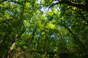 Obraz premium 日本の風景・春 世界遺産・白神山地 新緑の十二湖