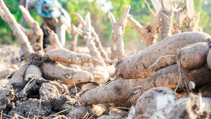 Agriculture is harvesting tapioca from cassava farms. Farmers are harvesting cassava, which is an agricultural product. Cassava, a cash crop for the food industry