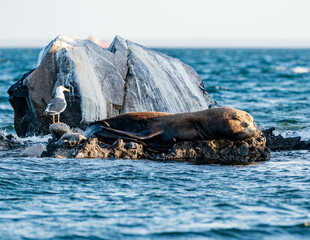 Lobo Marino Macho con gaviota