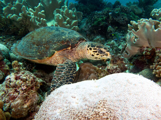 Obraz premium A Hawksbill turtle eating corals on a shallow reef Boracay Island Philippines