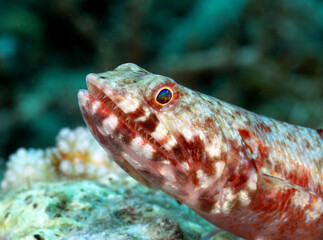 A close up view of a sand Lizardfish Boracay Island Philippines