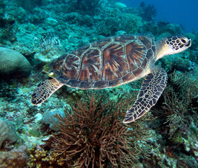 A Green turtle swimming on a shallow reef Boracay Island Philippines