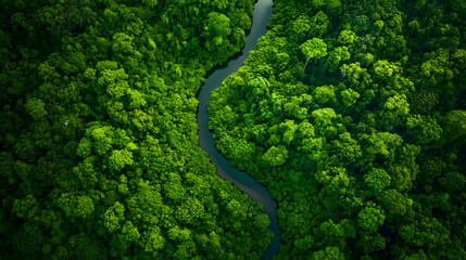 The drone captures a river as it snakes through a thick, verdant jungle