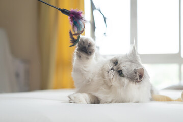 Cute persian cat playing toy with owner