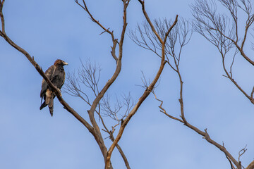 The wedge-tailed eagle (Aquila audax) is the largest bird of prey on the continent of Australia.	