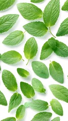 Fototapeta premium Falling Mint Leaves on White Background