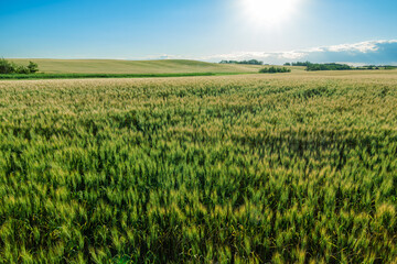 Afternoon in Hardisty