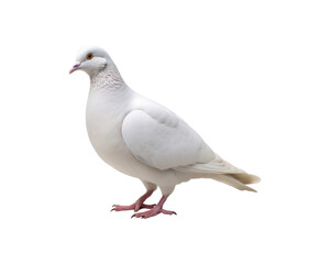 photo of a full body white dove symbolizing peace and purity, suitable for wedding invitations, nature blogs, and spiritual designs