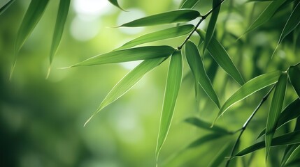 Fototapeta premium A leafy green plant with a leafy green stem. The leaf is long and thin