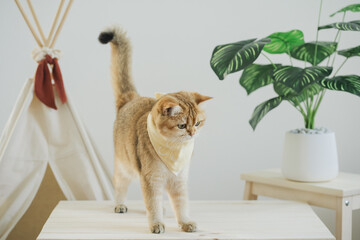 happy with cat concept with british cat play on camping table with camp and tropical tree and white background