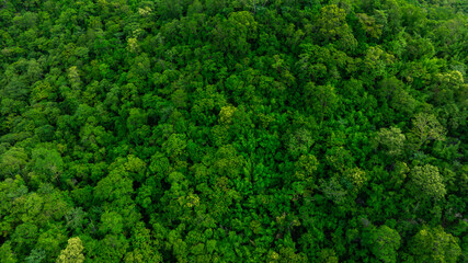 aerial view of dark green forest Abundant natural ecosystems of rainforest. Concept of nature forest preservation and reforestation.