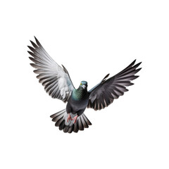 Obraz premium Pigeon in flight with wings extended towards the viewer. Suitable for nature, wildlife, freedom, and bird-themed designs. Perfect for promotional materials