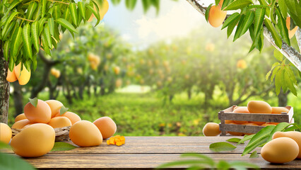 fresh mangoes on wooden table with a mango tree farm in sunlight
