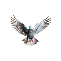 Fototapeta premium Pigeon in flight with wings extended towards the viewer. Suitable for nature, wildlife, freedom, and bird-themed designs. Perfect for promotional materials