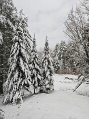 Snowy trees