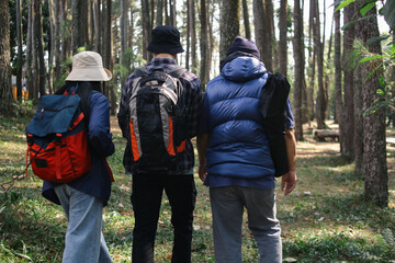 Rear View of Family Member Walking in The Pine Forest Together