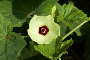 Okra flower blooming in the garden. Flower closeup. Nature concept.