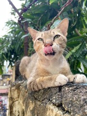 Grey Cat Licking Its Nose while sitting on a Wall