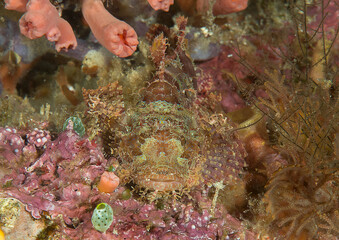Bearded scorpionfish rests on corals of Bali