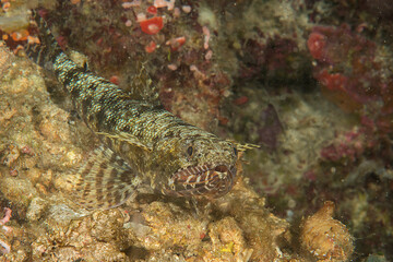 Slender Lizard fish rests on coral of Bali