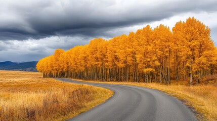 Obraz premium A winding country road lined with golden trees under a cloudy autumn sky, country road, golden trees, autumn sky