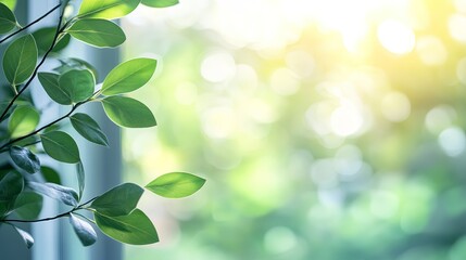 Blur background of close up of a window with green leaves outside. Window view of tree leave and blurring background.