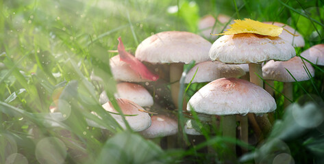 Close up a few mushrooms in green grass in sunlight. Autumn time