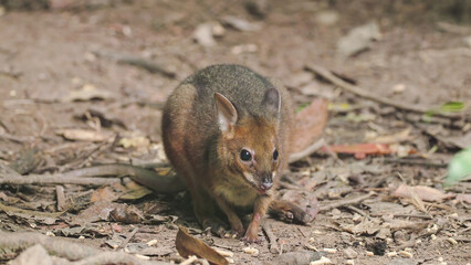 musky rat-kangaroo feeding on the rainforest floor  at lake eacham in nth qld, australia