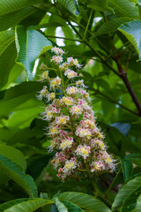 日本の風景・春　秋田県にかほ市　新緑の奈曽の白滝　トチノキの花
